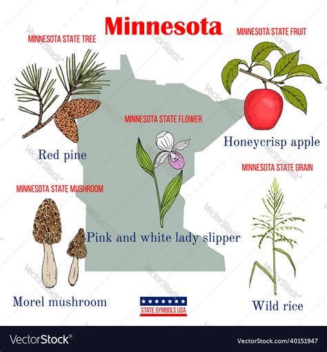 Minnesota set of usa official state symbols Vector Image