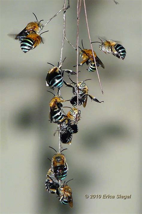 Blue Banded Bee (Amegilla)