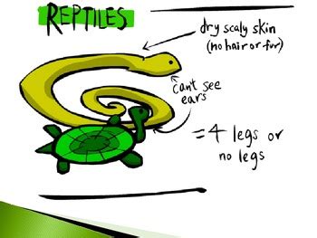 Animal Groups - Reptiles by Stephanie Pope | Teachers Pay Teachers