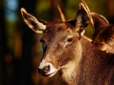 Thorolds Deer In A Dark Forest Stock Image - Image of wildlife, lipped: 50439437