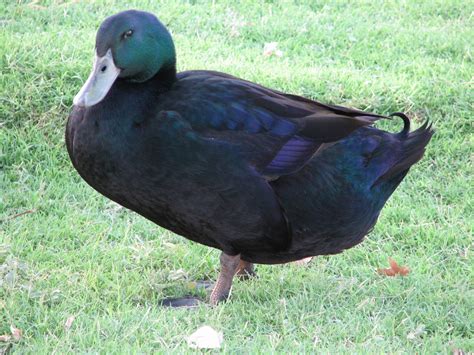 Metzer Farms Duck and Goose Blog: Cayuga Ducks