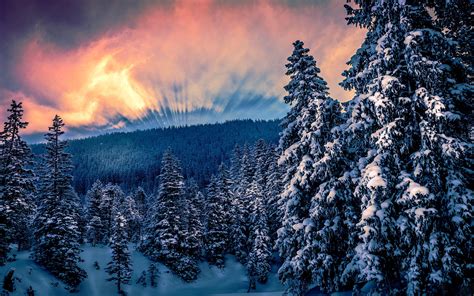 Forest Trees Snow Winter Wallpapers - Wallpaper Cave