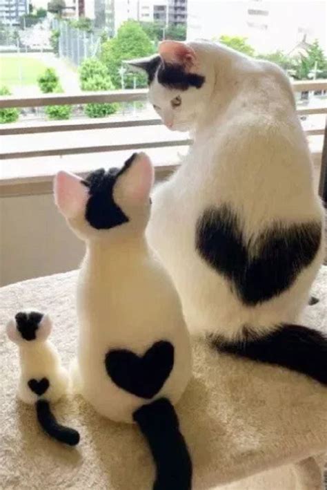 Cat With Heart-Shaped Marking Is Melting Hearts | Cute cats and kittens ...