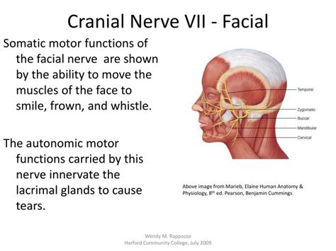 PPT - Cranial Nerves PowerPoint Presentation - ID:2245105