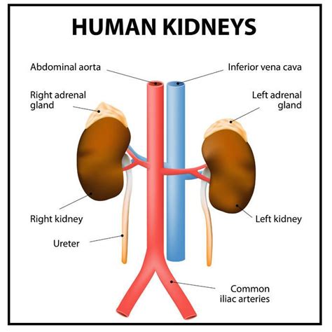 [DIAGRAM] Diagram Of Kidney Organs - MYDIAGRAM.ONLINE