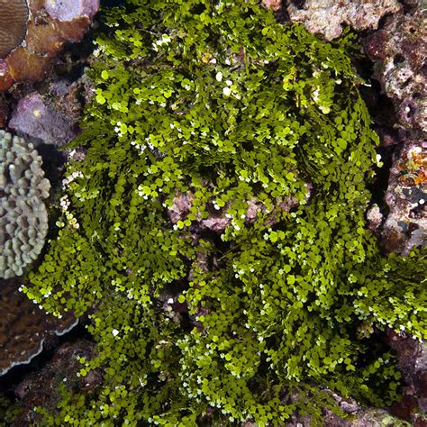 Sustainable Seaweed Farming in Solomon Islands (KSLOF)Living Oceans Foundation