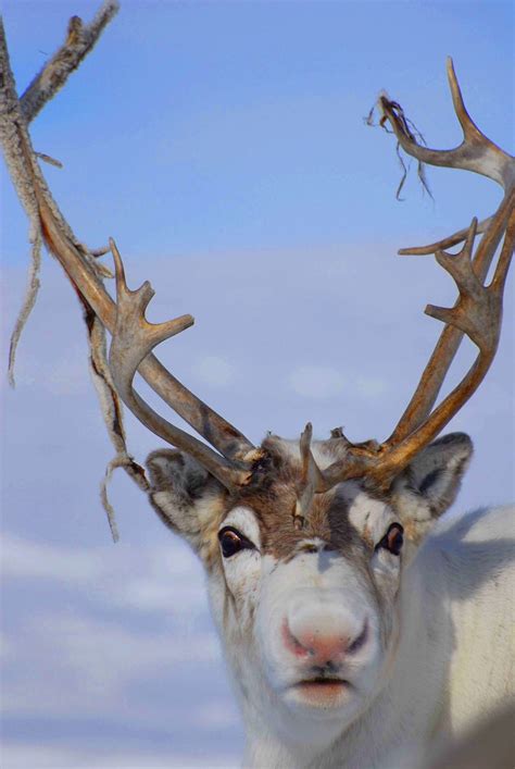 Scientists Search for Rudolph's Red Nose, and other great stories.