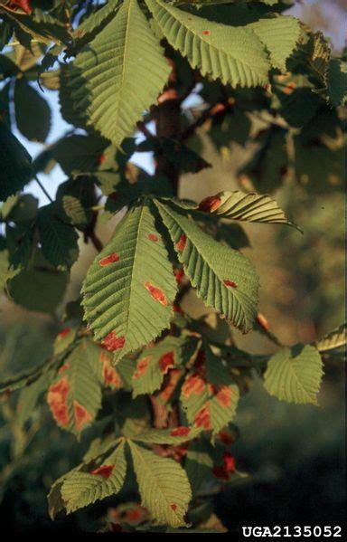 Horse Chestnut Diseases: What’s Wrong With My Horse Chestnut Tree