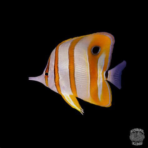 Copperband Butterflyfish – Koral King