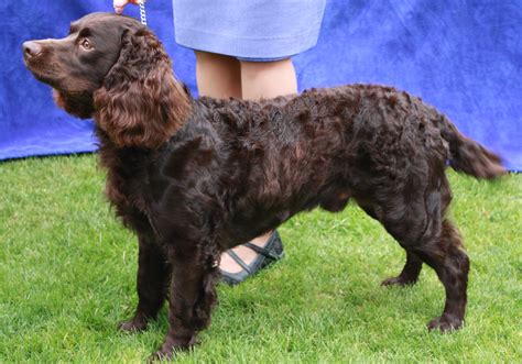 American Water Spaniel - Puppies, Rescue, Pictures, Information, Temperament, Characteristics ...