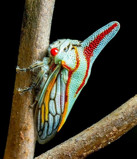 Oak Treehopper.....treehoppers come in a multitude of strange forms and colors and seem ...