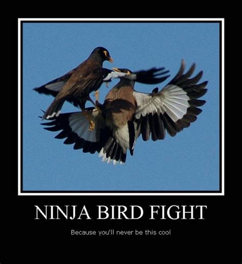 Funny Ninja Memes Ninja Bird Fight Graphic | QuotesBae