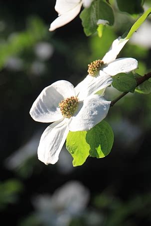 Cornus nuttallii | California Flora Nursery