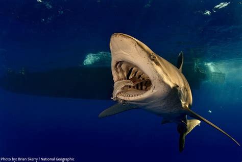 Interesting facts about oceanic whitetip sharks – Just Fun Facts