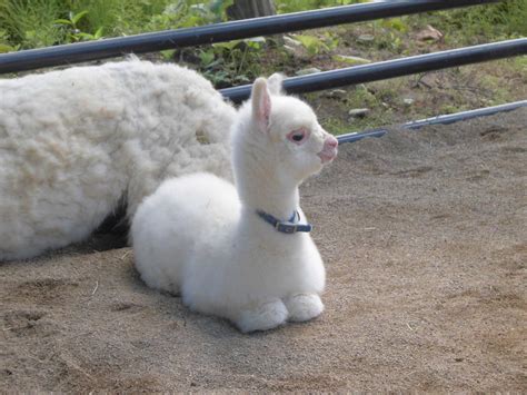 Baby Alpaca. : r/Eyebleach