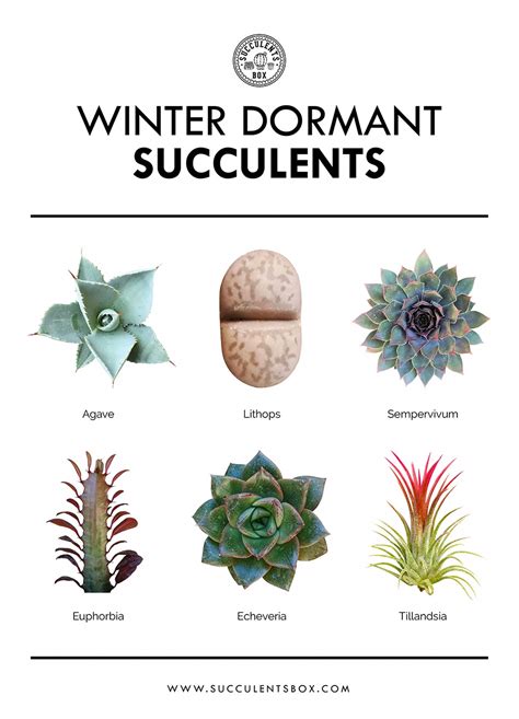 Types Of Succulents Plants, Propagating Succulents, Growing Succulents, Succulent Gardening ...