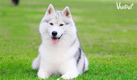 Tất tần tật A-Z về chó Husky Sibir (chó ngáo) và Giá Chó Husky