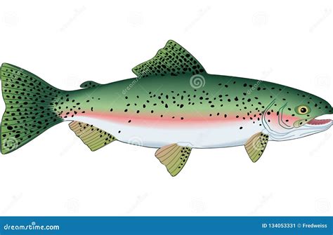 Rainbow Trout Illustration stock vector. Illustration of trout - 134053331