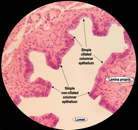 HistoQuarterly: FALLOPIAN TUBE | Histology Blog