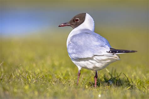 New variant of bird flu virus found at poultry farm Biddinghuizen - WUR