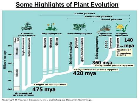 Image result for evolution of flowering plants timeline | Plant ...
