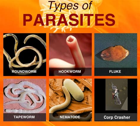 Types of Parasites. : r/2007scape