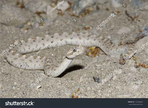 16 Crotalus Cerastes Laterorepens Images, Stock Photos & Vectors ...