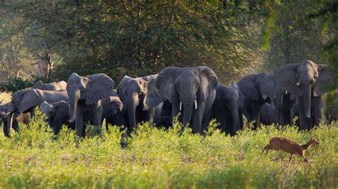 Poaching likely created a generation of tuskless elephants, scientists ...