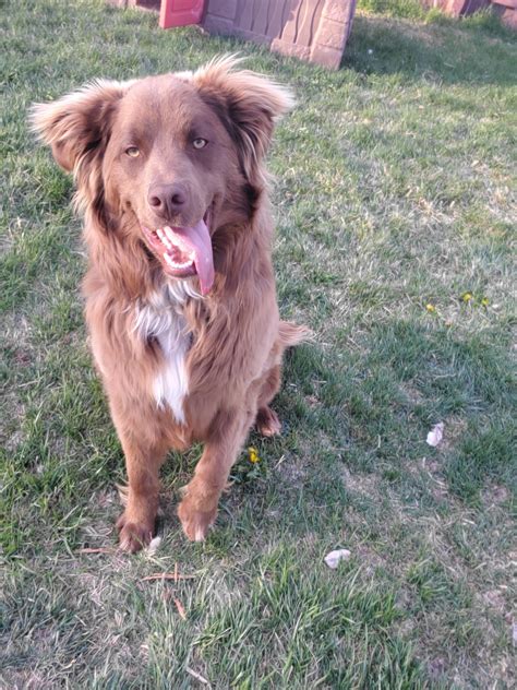 Australian Border Collie Lab Mix