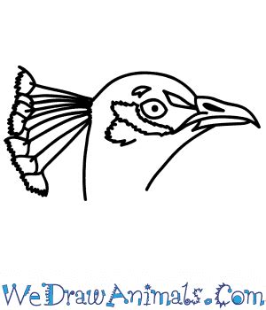 How To Draw A Peacock Head - How to draw a parrot of the cockatoo step ...