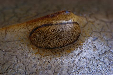 Horseshoe Crab Eye Photograph by Ray Simons