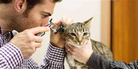 Cat Health Tips & Information from Cat Experts | Purina US