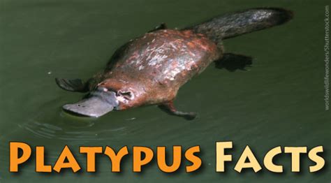 Platypus Facts For Kids: Information, Pictures & Video.