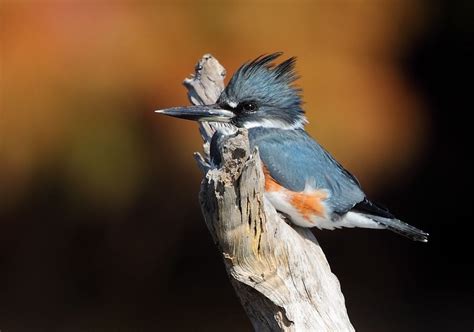 Martin Pescador by Francisco Javier Parrilla, via 500px | Kingfisher ...