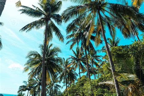 coconut trees on tropical island in summer 8135536 Stock Photo at Vecteezy