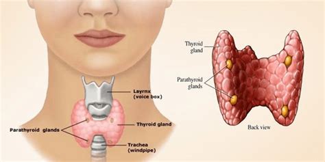 Thyroid Utah