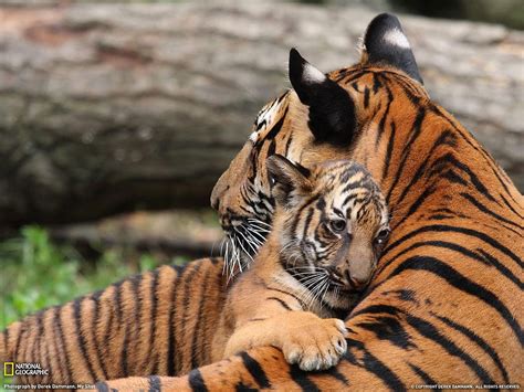 Tiger Cubs With Moth , Backgrounds, national geographic tiger HD ...