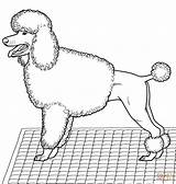 Poodle Coloring Page  Bushokukoka1 sketch template