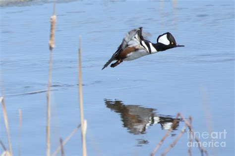 Hooded merganser flying Photograph by Lori Tordsen - Fine Art America