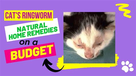 How To Treat Cats And Kittens Ringworm Home Treatment With Natural Home Remedies - YouTube