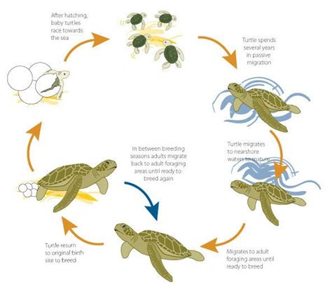 amphibian life cycle diagram | Diagrams | Science | Pinterest