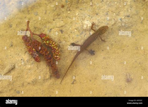 Male Palmate Newt in Breeding Condition in Water beside a fallen Alder Catkin Stock Photo - Alamy