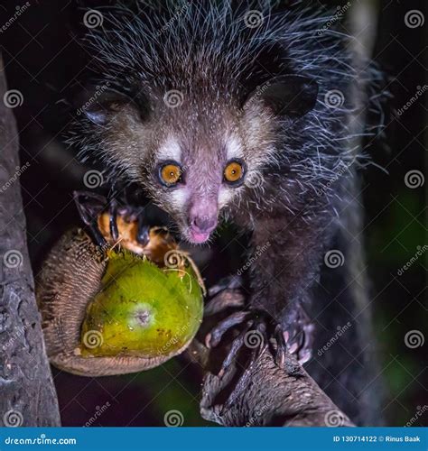 Aye-Aye stock photo. Image of endemic, madagascan, daubentonia - 130714122