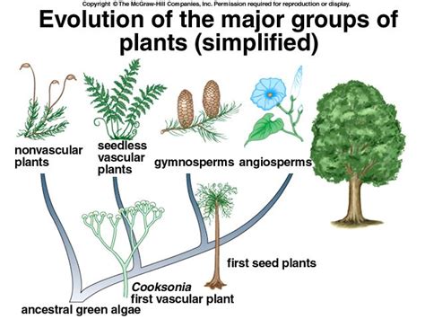 Evolution of major groups of plants | Plants, Vascular plant, Gymnosperm