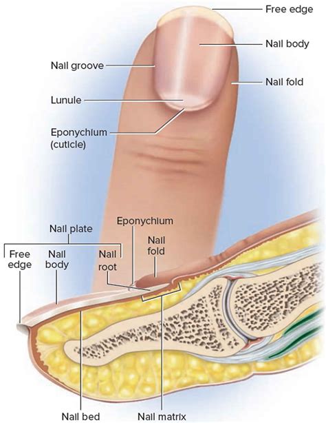 Lunula definition, lunula function & nail problems