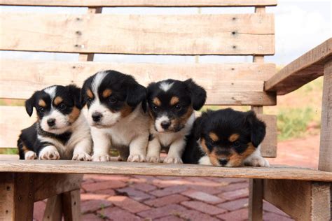 Corgipoo Puppies - They Will Melt Your Heart - Oswald Vineyard