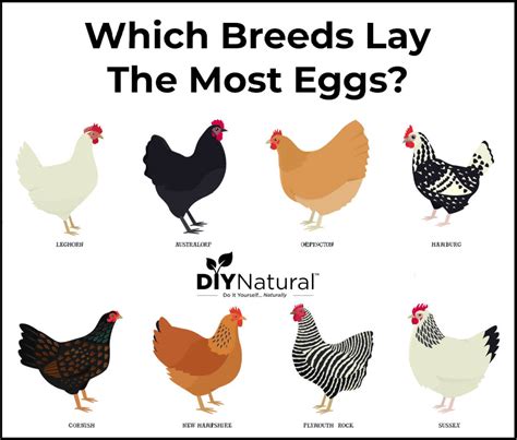 Egg Laying Chicken Breeds