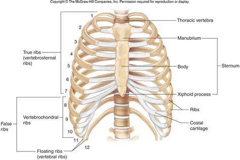 Thoracic Cage | Chandler Physical Therapy