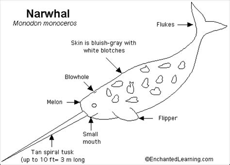 Narwhal Quiz Printout- EnchantedLearning.com