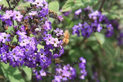 Bee Pollinating Purple Flower Photograph by Robert Hamm - Pixels